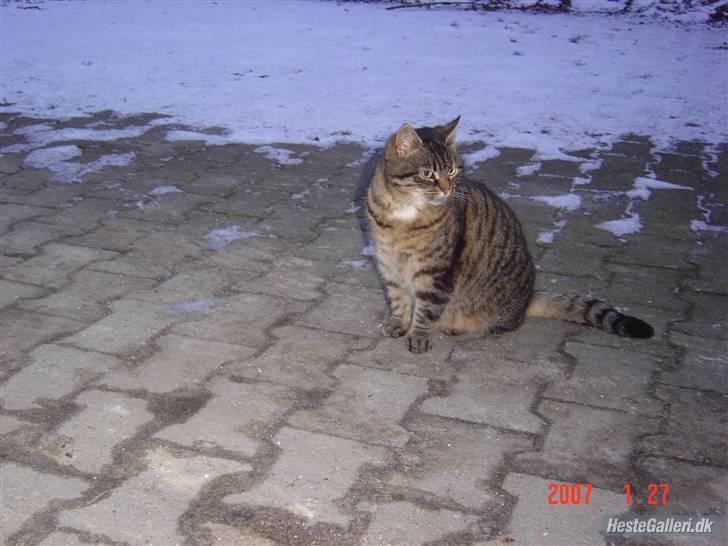 Huskat Tigerlili billede 6