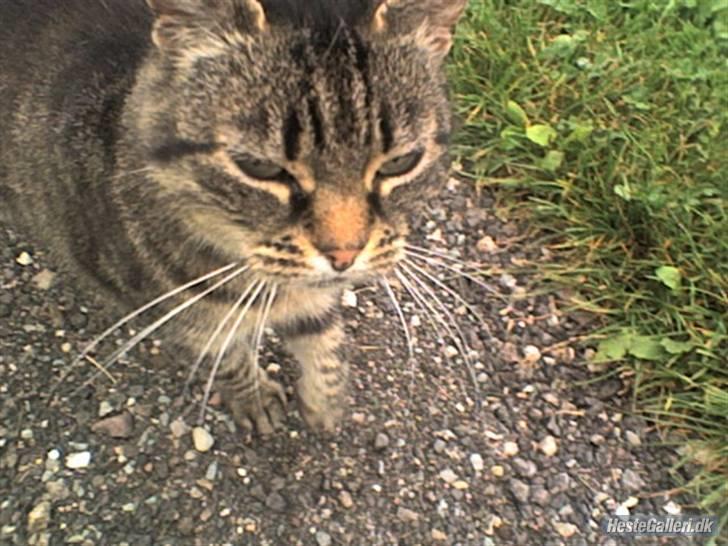 Huskat Tigerlili billede 7