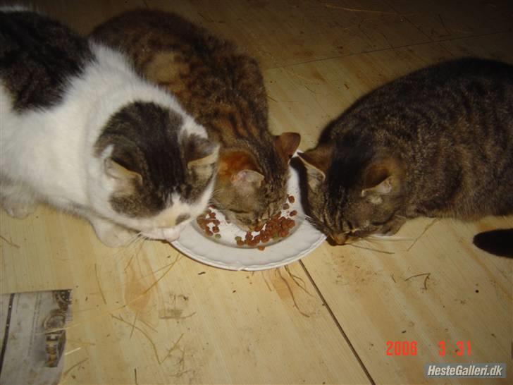 Huskat Tigerlili billede 8