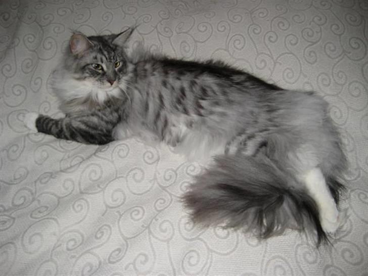 Maine Coon Manfred billede 6