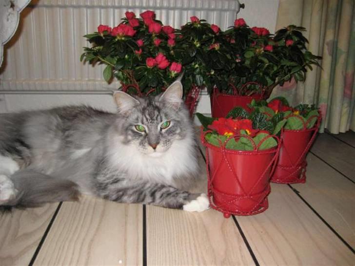 Maine Coon Manfred billede 7