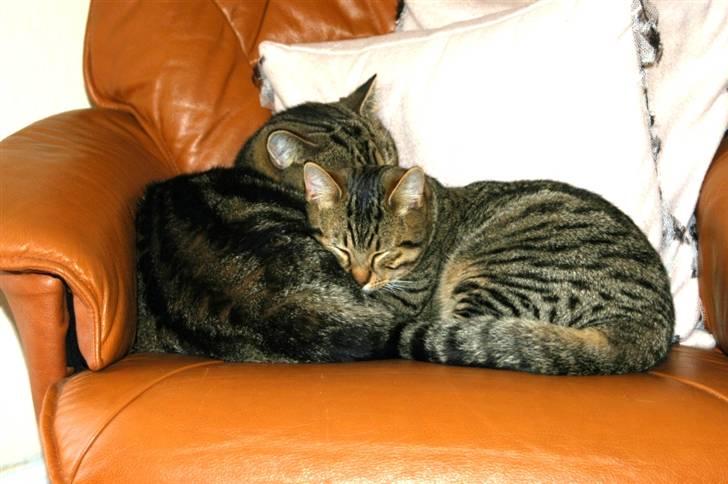 British Shorthair Archibald - to dejlige fyre sover billede 12