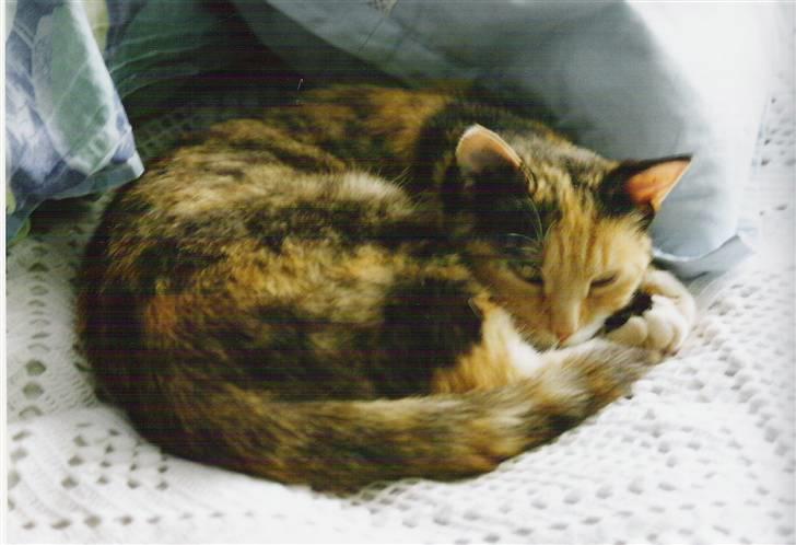 Huskat Rosa - Lille Rosa Sovetryne billede 1