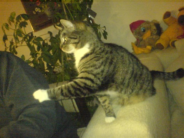 Huskat striber billede 9