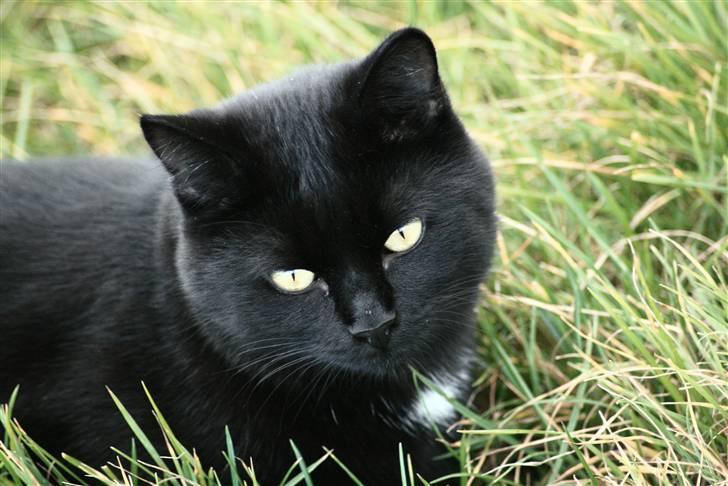 Huskat Otto - <3 billede 1