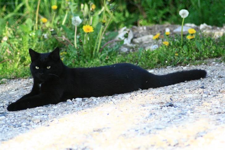 Huskat Otto billede 2