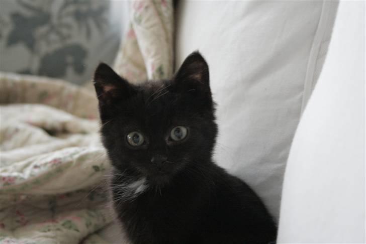 Huskat Otto - som killing :´) billede 3