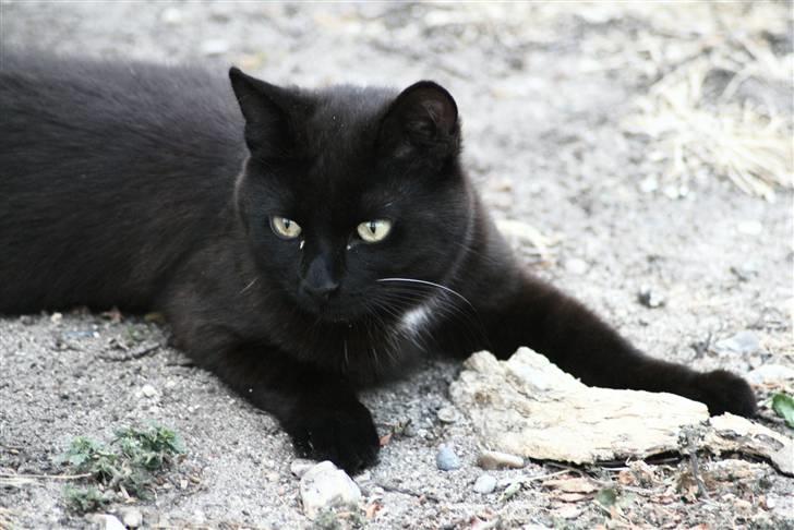 Huskat Otto billede 4