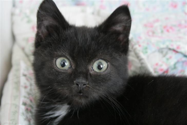 Huskat Otto - vinter 08.  billede 5