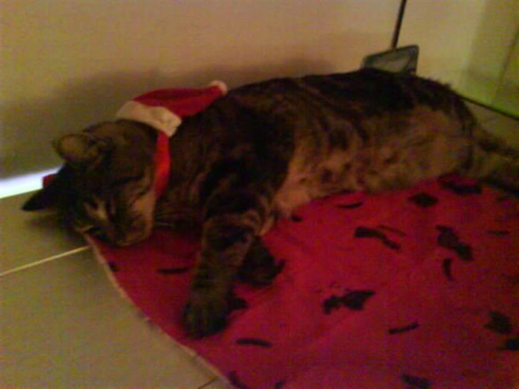 Blanding af racer sille  - sille fik en lille nisse hue på :-D  billede 8