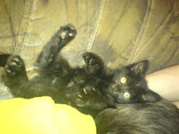 Blanding af racer Bøffe - Hun vil ha det kød jeg har i hånden :) meen hun er lidt for doven til at rejse sig :b se hendes udtryk i øjnene.. (Gi mig, Gi mig) billede 1