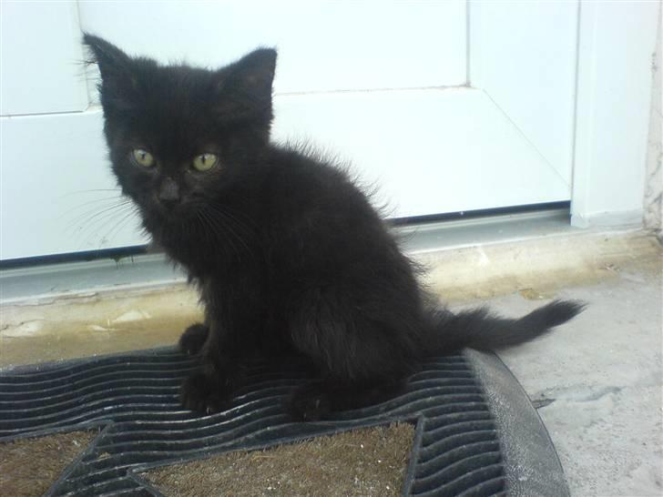 Blanding af racer Bøffe - Foto-tøsen :D 7 uger gammel :) billede 2