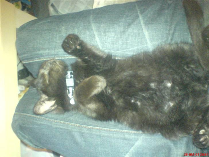 Blanding af racer Bøffe - taget lidt for meget på? 17 uger :) billede 3