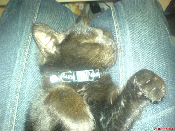 Blanding af racer Bøffe - Sover på mine ben foran computeren :b billede 4