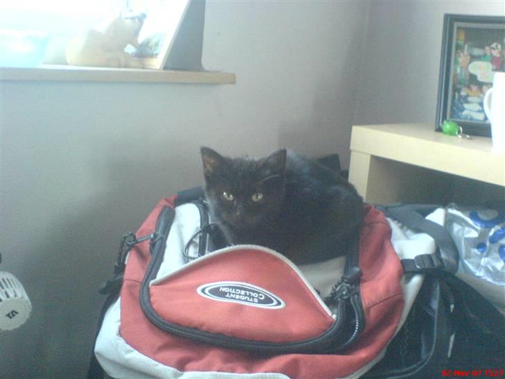 Blanding af racer Bøffe - putter på min skoletaske.. da Garfield har indtaget hendes radiatorseng :b billede 5