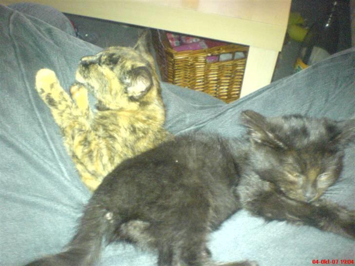 Blanding af racer Bøffe - Putter sammen med Papsøster Evie :) (R.I.P lille Evie.. blev kørt over den 15. dec 2007 blev kun 5 måneder) billede 6