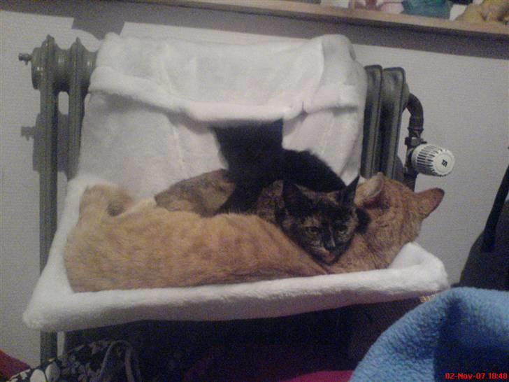 Blanding af racer Bøffe - Her putter Garfield, Bøffe og Evie sammen :b  billede 7