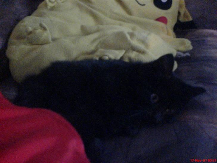 Blanding af racer Bøffe - good damn jeg keder mig ! hvorfor har Pyrus en rød hat ? DET VIL JEG OS HA billede 8