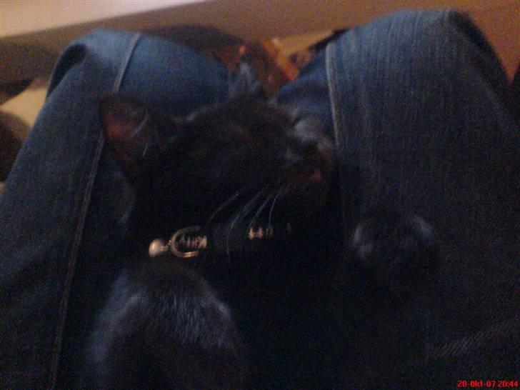 Blanding af racer Bøffe - ZzZzZzZ.. snork :) billede 9