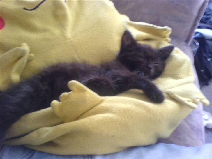 Blanding af racer Bøffe - putter på Pikachu-puden :b  billede 10