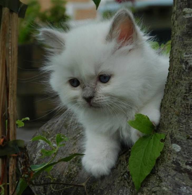 Hellig Birma DK CH Nine Bells Hallie - Hallie, oktober 2007. billede 1