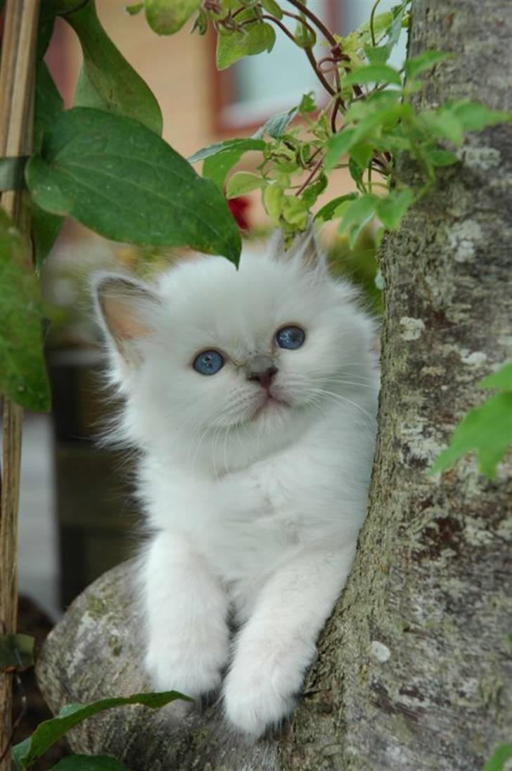 Hellig Birma DK CH Nine Bells Hallie - Hallie, august 2006. billede 2