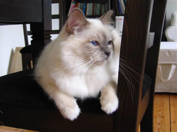 Hellig Birma DK CH Nine Bells Hallie - Skønne Hallie i stuen, oktober 2007. billede 3