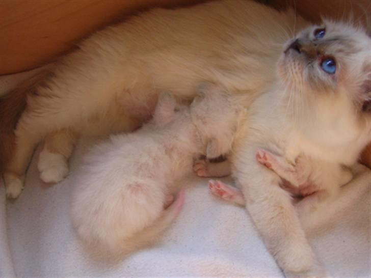 Hellig Birma DK CH Nine Bells Hallie - Hallie sammen med hendes to killinger, september 2007. billede 4