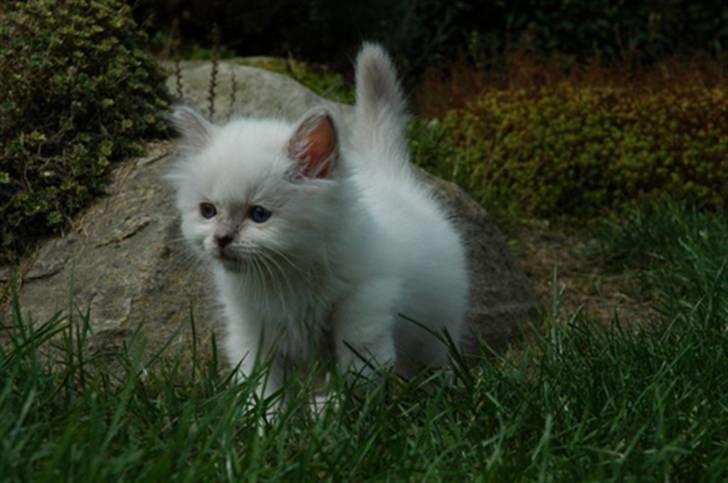 Hellig Birma DK CH Nine Bells Hallie - Hallie på opdagelse, juli 2007. billede 5