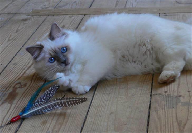 Hellig Birma DK CH Nine Bells Hallie - Hallie leger med Da Bird, januar 2007. billede 6