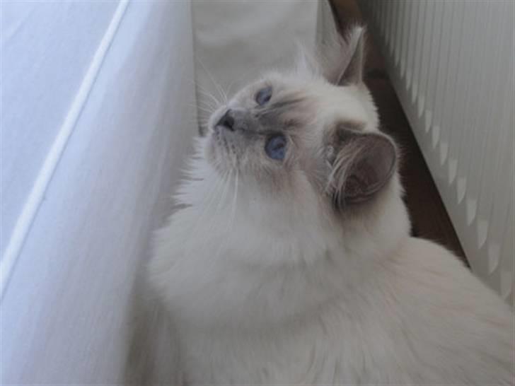 Hellig Birma DK CH Nine Bells Hallie - Hallie titter op, marts 2007. billede 7