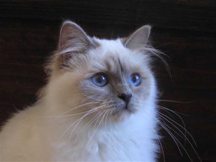 Hellig Birma DK CH Nine Bells Hallie - Hallie, maj 2007. billede 8