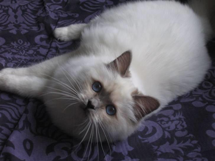 Hellig Birma DK CH Nine Bells Hallie - Julen 2006. billede 9