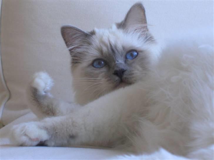 Hellig Birma DK CH Nine Bells Hallie - Hallie mus, marts 2007. billede 10