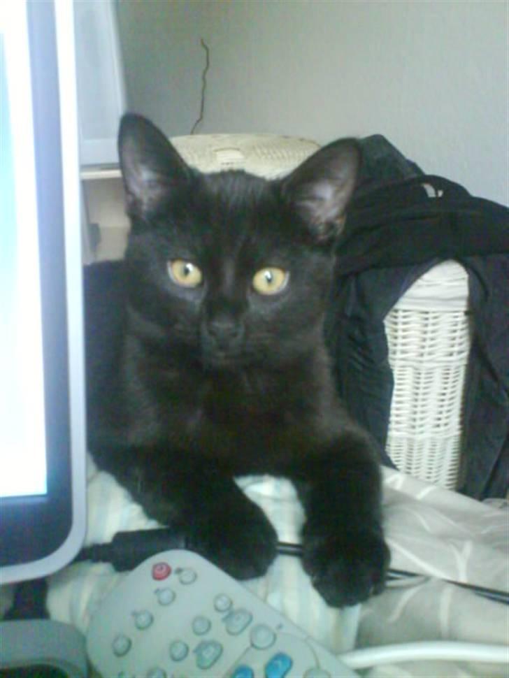 Blanding af racer DoRiT.. *VÆK*  Snøft.. - OHØJ........ Velkommen til min profil................ billede 1