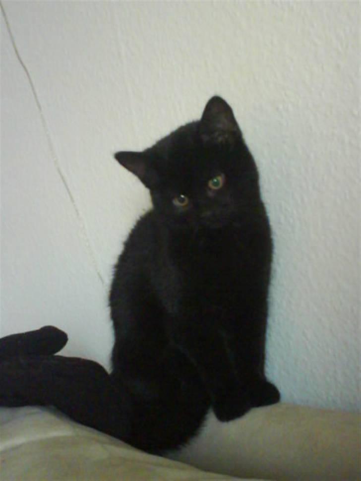 Blanding af racer DoRiT.. *VÆK*  Snøft.. - Hmm.......... Hader den hund der...................... billede 2