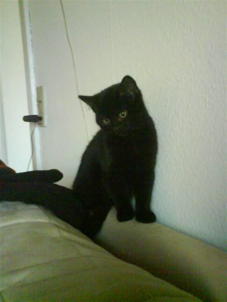 Blanding af racer DoRiT.. *VÆK*  Snøft.. - Jeg burde spise den hund der.............. :P billede 3