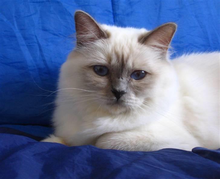 Hellig Birma DK CH Nine Bells Hallie - Hallie på blå baggrund, oktober 2007. billede 11