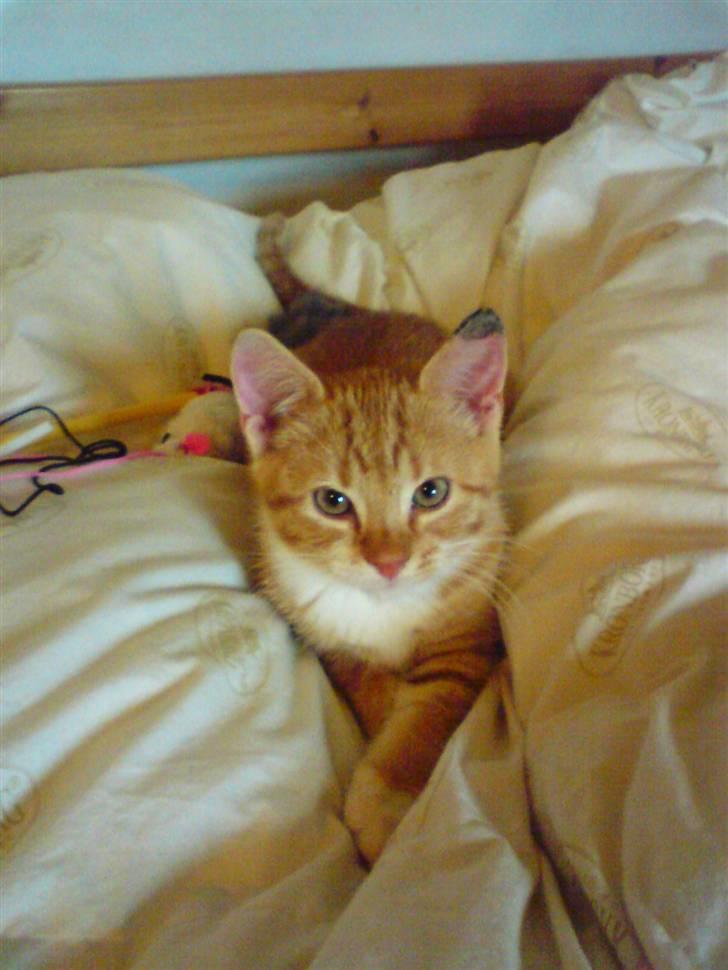 Huskat Gizmo - Blev taget den første dag i hans nye hjem billede 1