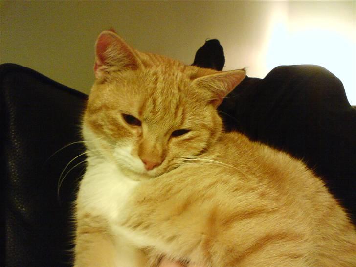 Huskat Gizmo - Slapper af .p billede 2