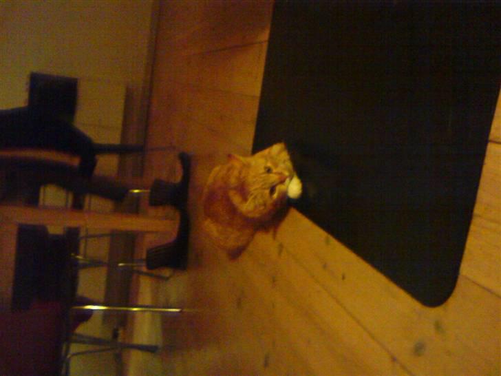 Huskat Gizmo - Hygger sig foran den varme kamin billede 3