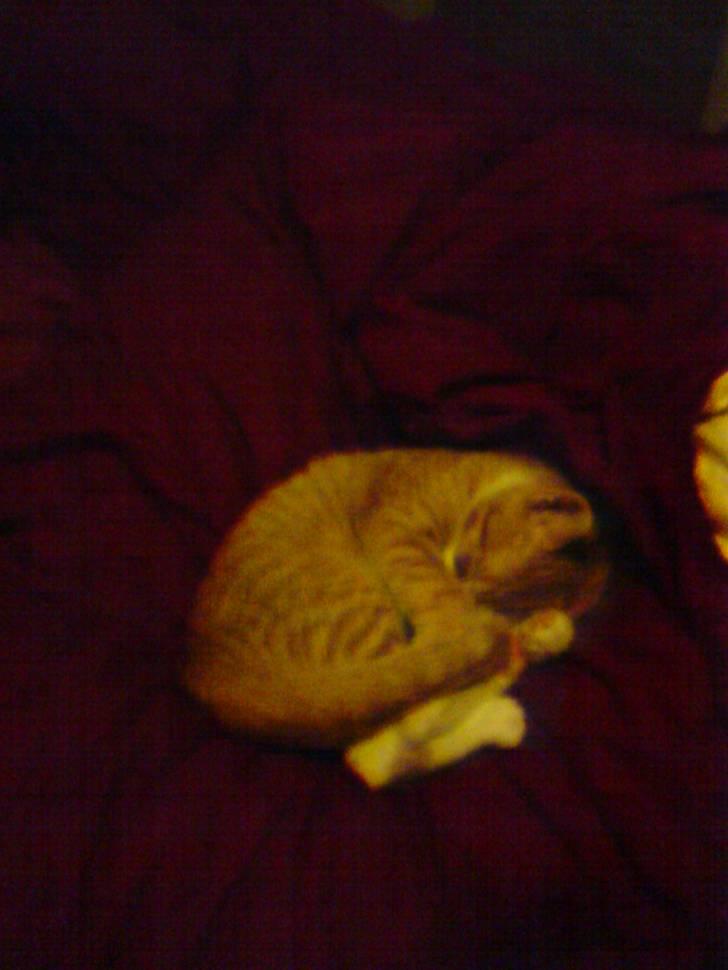 Huskat Gizmo - Sover sødt. billede 4