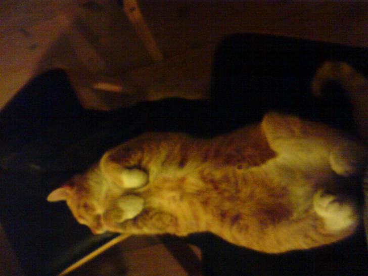 Huskat Gizmo - Ligger på mine ben og slapper 100% af .p billede 5