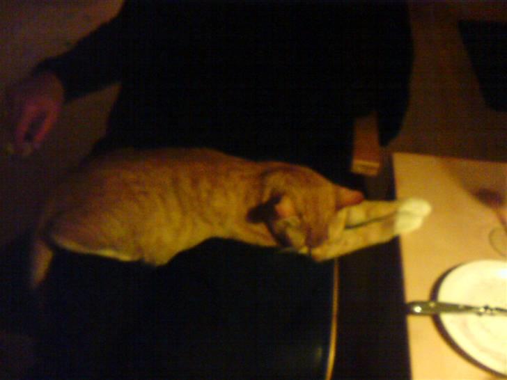 Huskat Gizmo - Man skal jo holde sit hoved oppe. billede 6