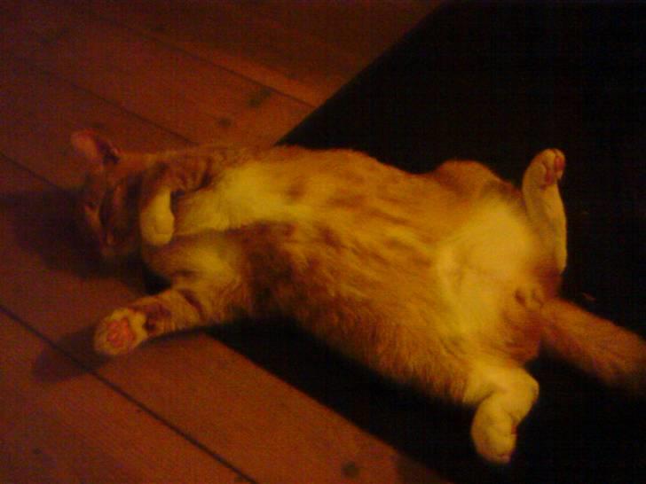 Huskat Gizmo - Han synes det er dejligt at ligge foran kaminen billede 8