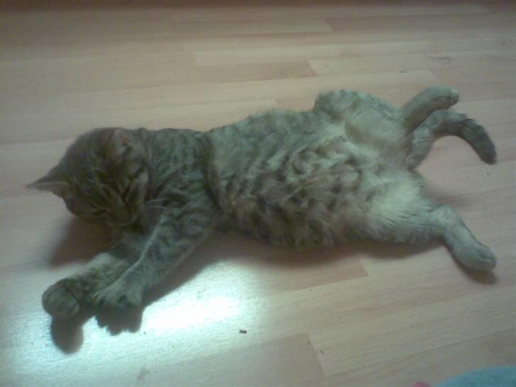 Huskat fusse - maven er vist ved at blive stører.. hehe billede 8