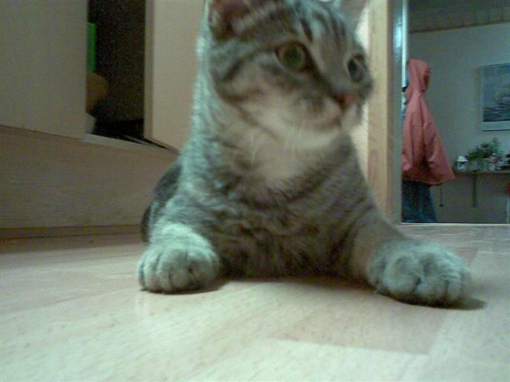 Huskat fusse - den stolte tiger :D billede 9