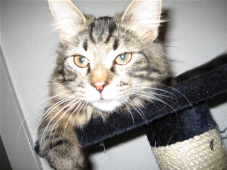 Blanding af racer Simba  Harboe - Hej tøser. billede 3