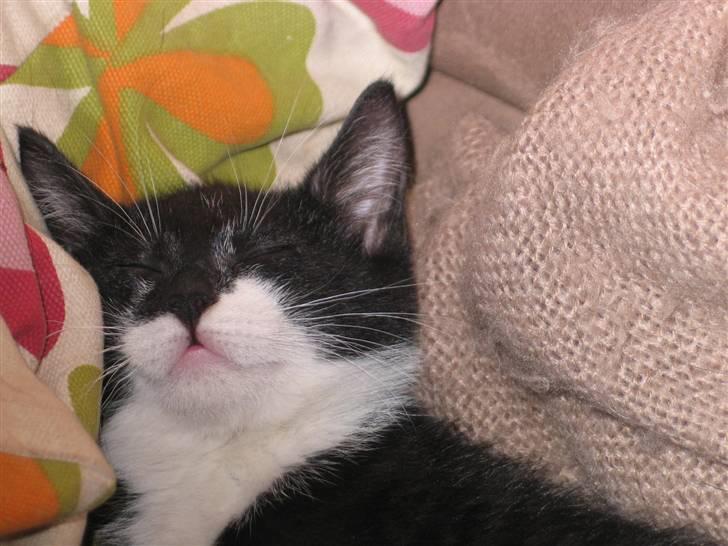 Blanding af racer Mikkel  - Foto: Mig billede 1