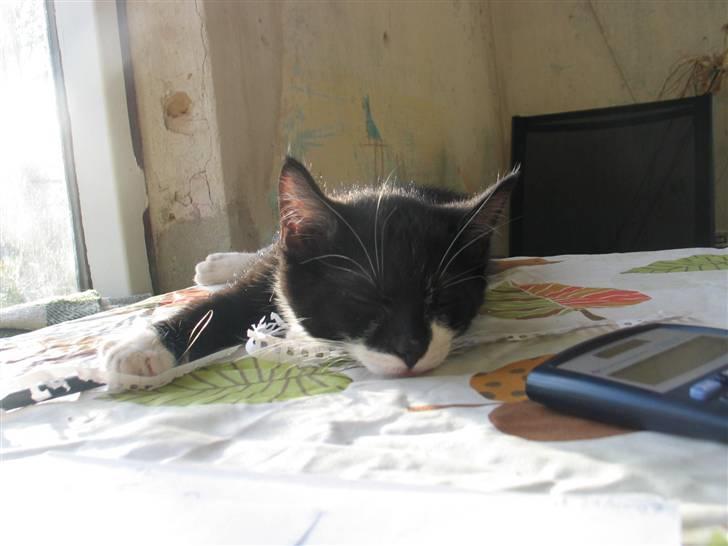 Blanding af racer Mikkel  - Foto: Mig billede 2